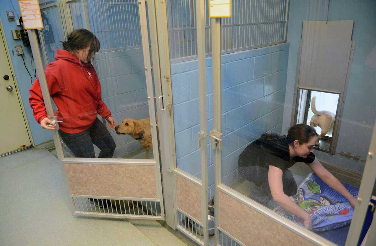 A past feeding and play time for dogs at the New Fairfield Sherman Animal Welfare Society in New Fairfield.