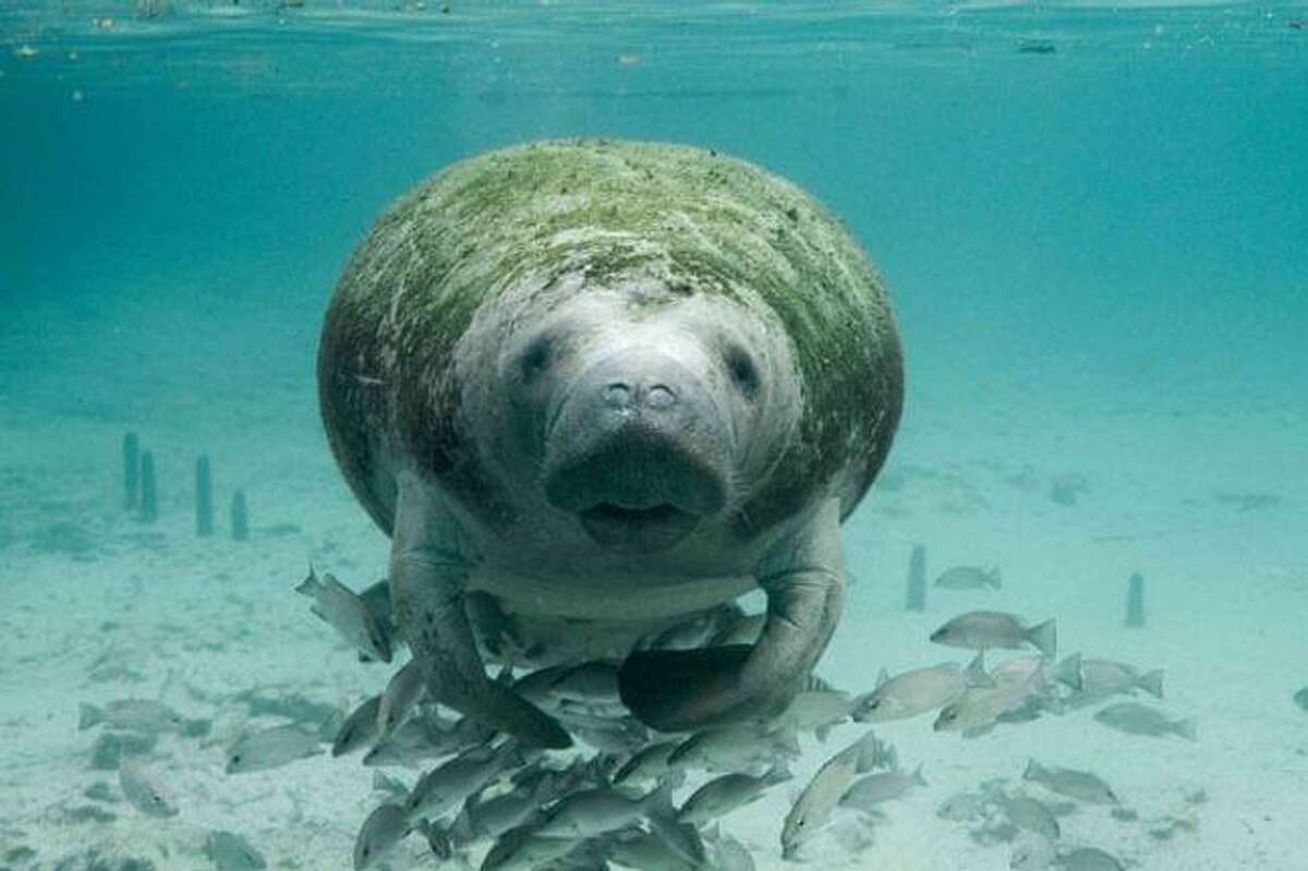 While out on a boat fishing or snorkeling, you should try to look out for something – the West Indian Manatee (pictured).