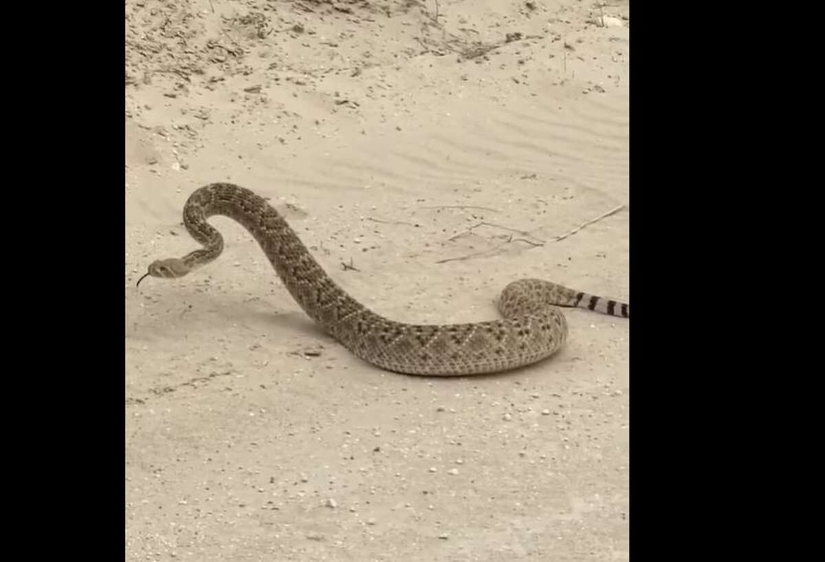 San Antonians, watch out for these rattlesnakes at Corpus Christi beaches