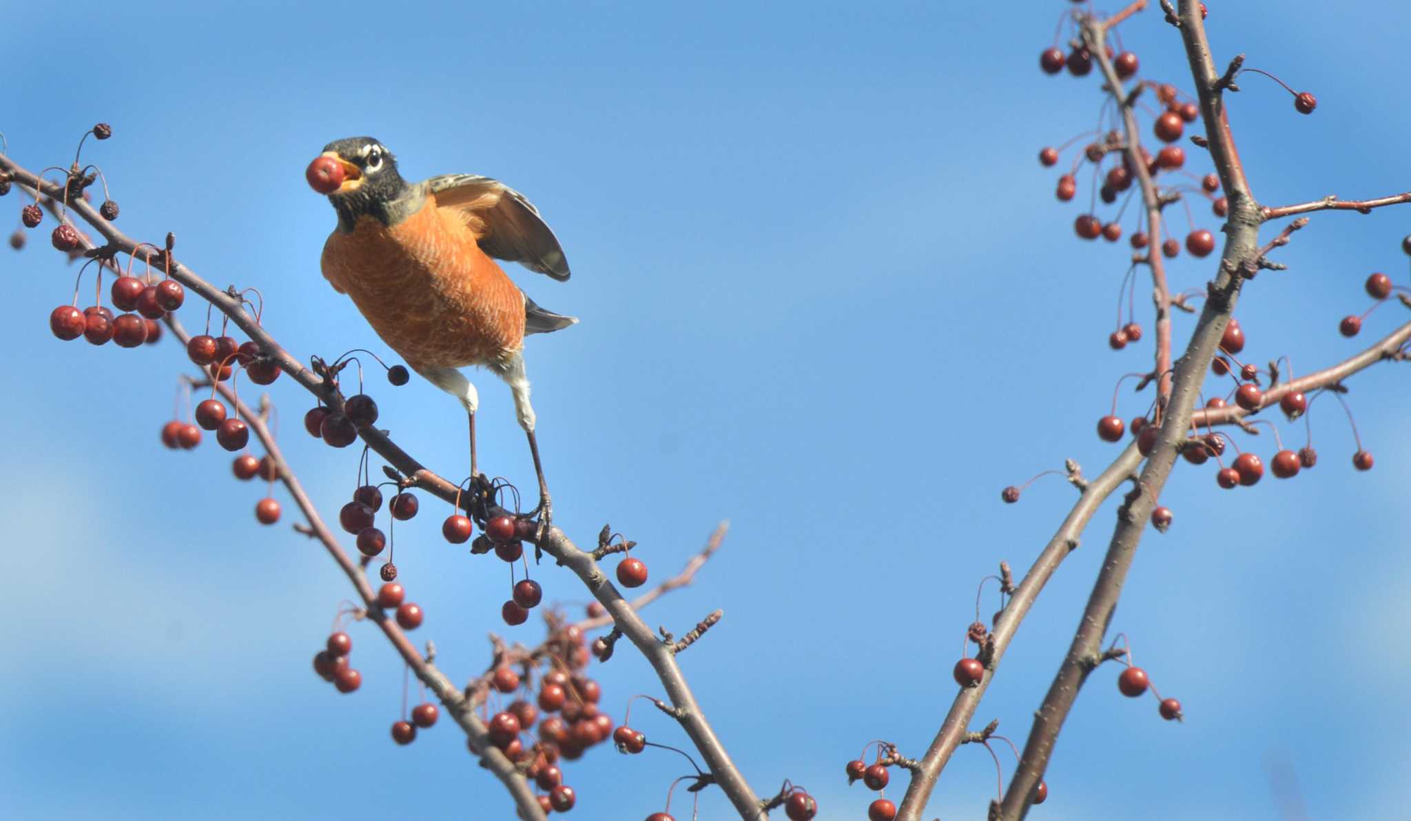 Birds and baseball II - Connecticut Audubon Society