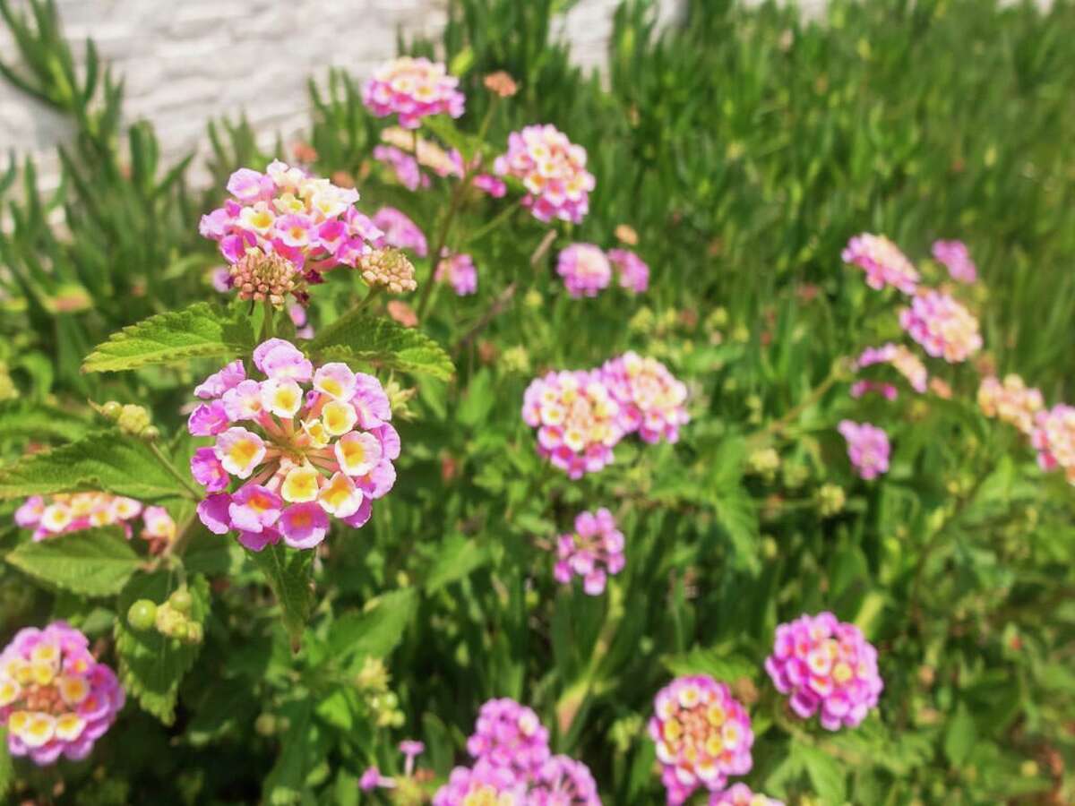 Lantana may return from the root system or from undamaged buds along the stem.