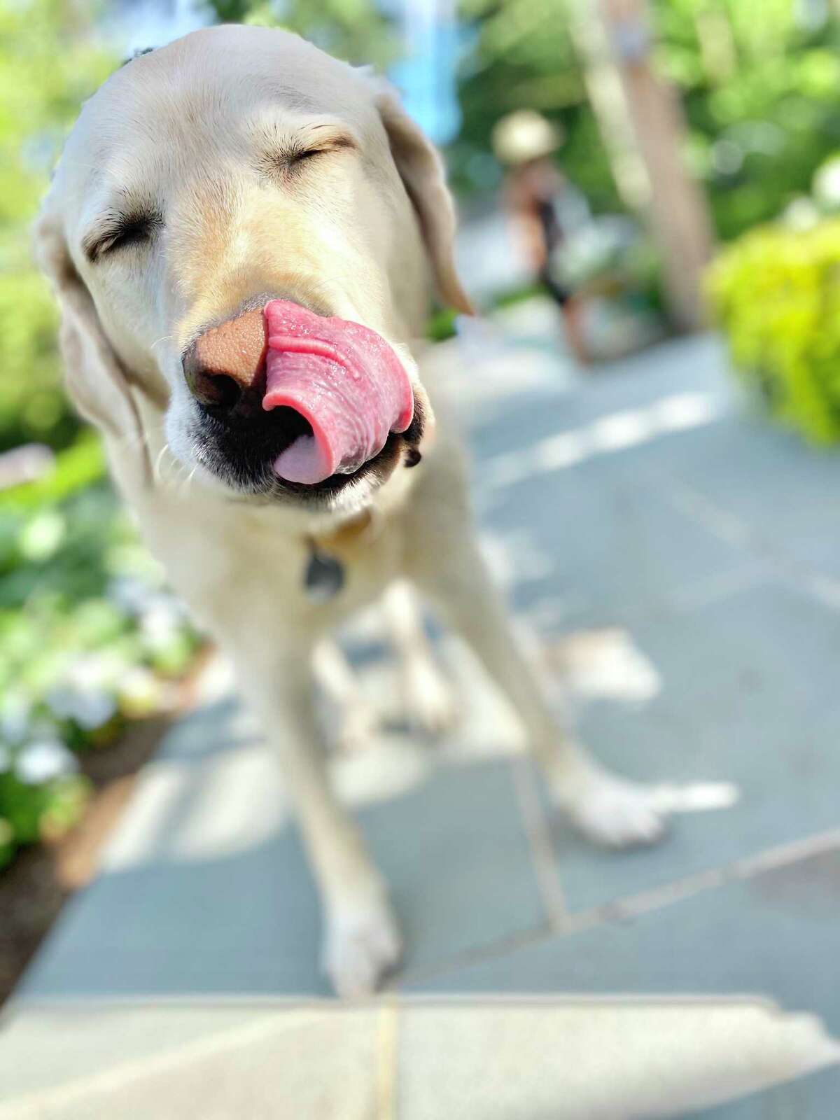 The Darien Arts Center’s seventh smartphone photo contest, Pic Darien, has returned and is welcoming entries. “Happy Dog,” above, by Josephine Andren is a top photo from last year’s contest.