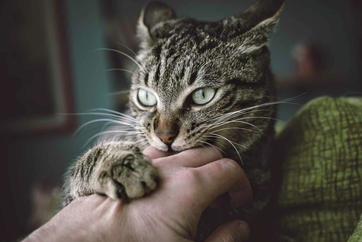 Spain, Tabby cat biting and scratching its owner's hand.