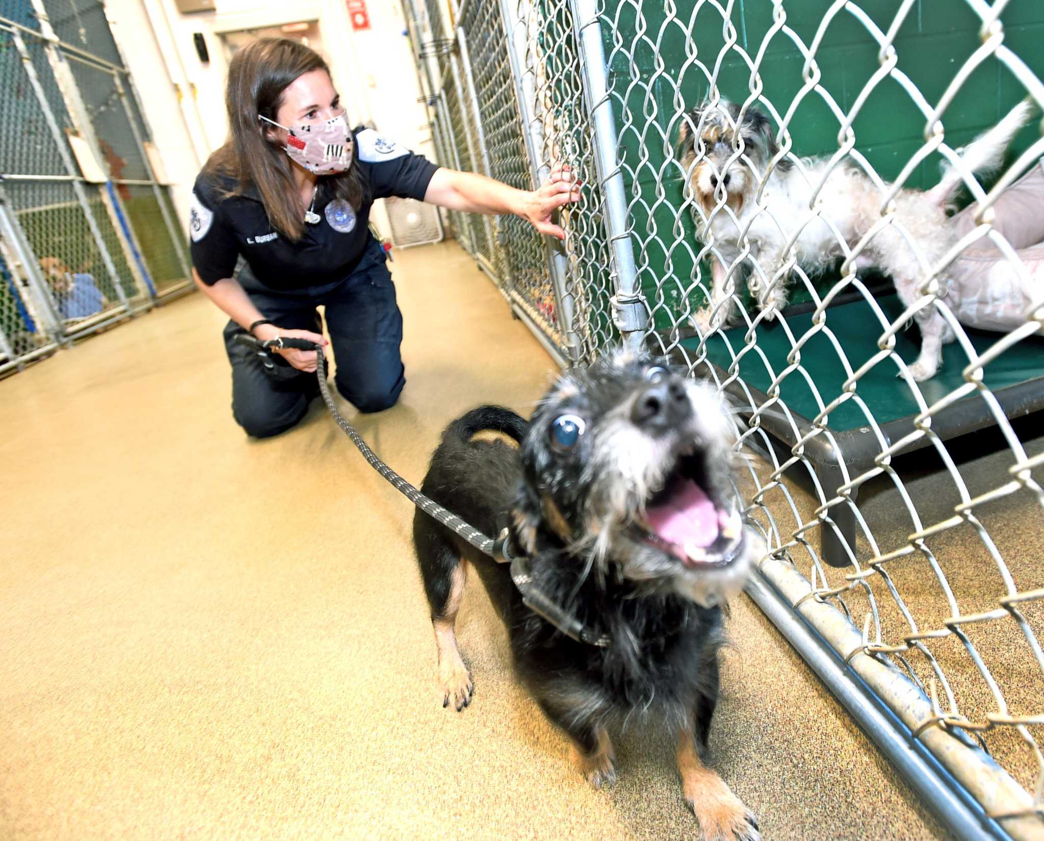 Animal Shelter Jobs In Ct