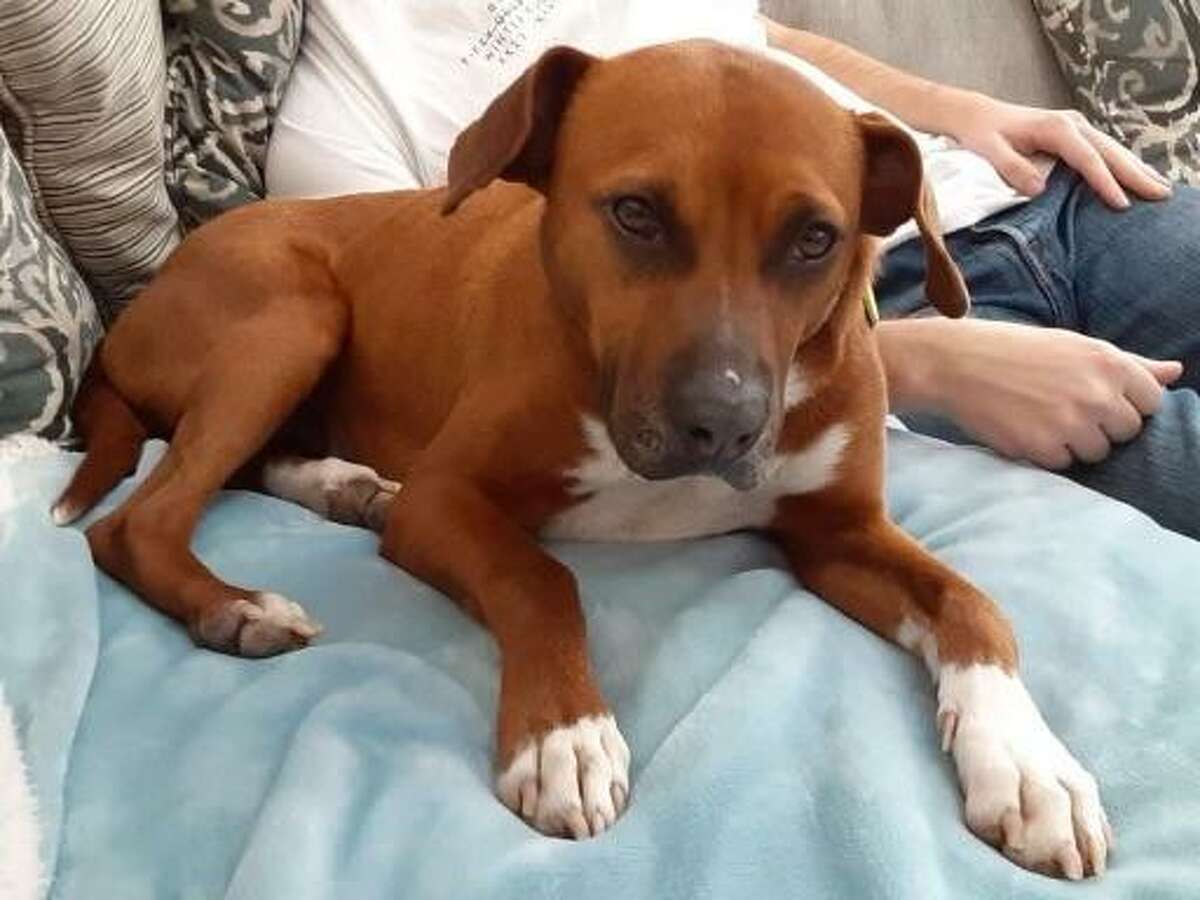 When adopting a pet PAWS executive director Ellen Simmonds suggested considering a senior or special needs pet. Ruby, a 3-year-old hound mix who came to PAWS recently as a stray was infected with 146 heartworms that had to be surgically removed and Simmonds said she's a prime example of a dog deserving extra love.