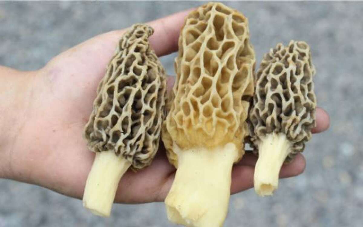 While many seek morel mushrooms each spring, University of Illinois Extension forestry specialist Chris Evans notes there are other edible fungus among us.