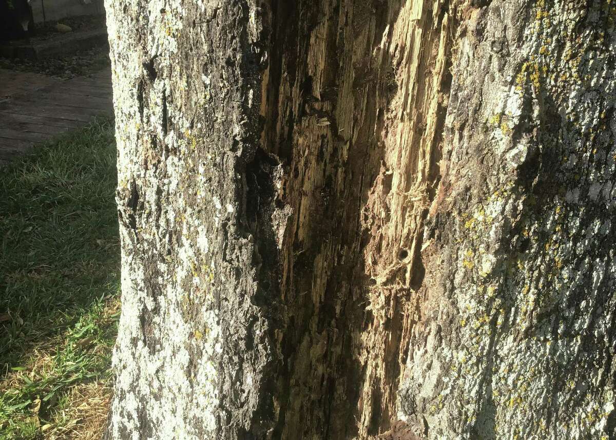 The severe topping of this red oak has led to decay through the heartwood of the trunk. Borers have then moved into the trunk over the years and devoured the wood. It should come down.