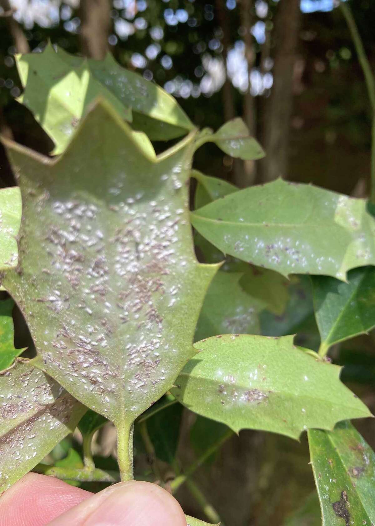 This is a scale insect. You can keep it in check with use of Imidacloprid systemic insecticide, both as a spray and as a soil drench. You would also want to apply a dormant oil spray in late January.