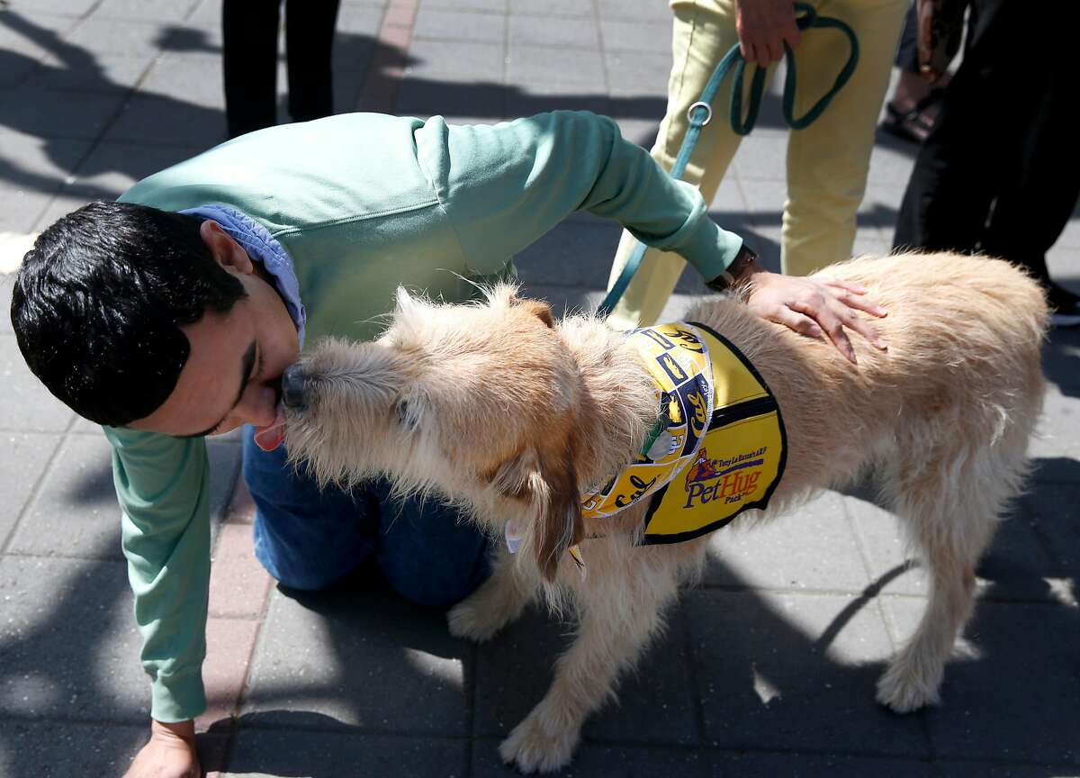 are service dogs in training covered in california