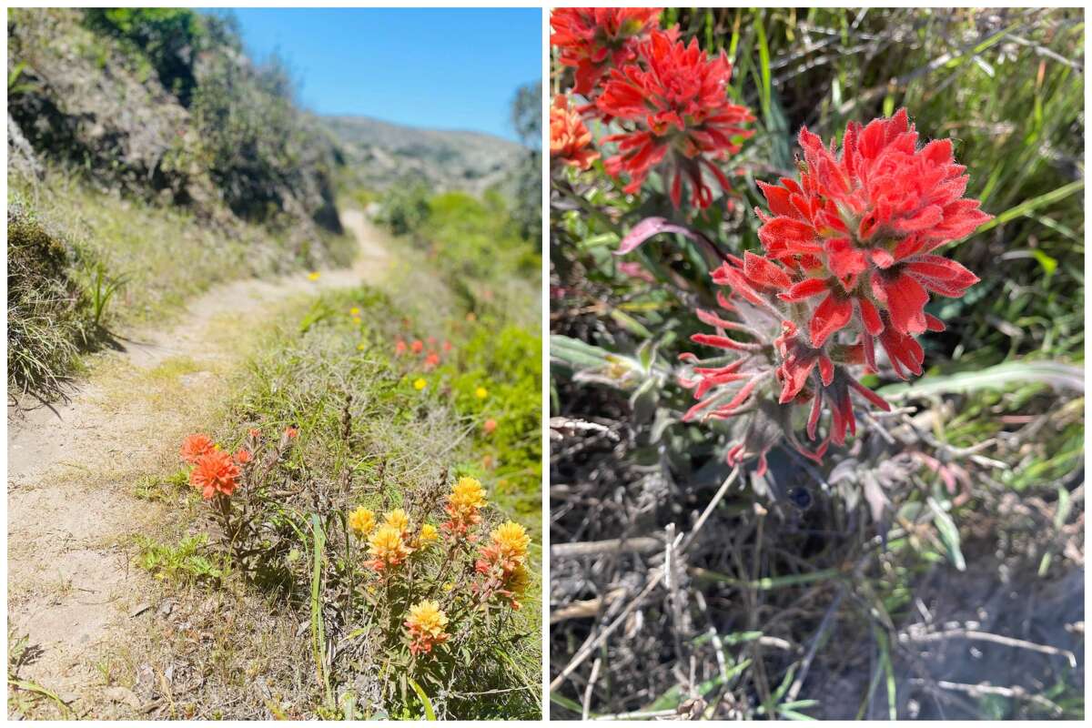 Red and yellow paintbrush wildflowers dot the hillsides in Cherry Canyon on Santa Rosa Island.