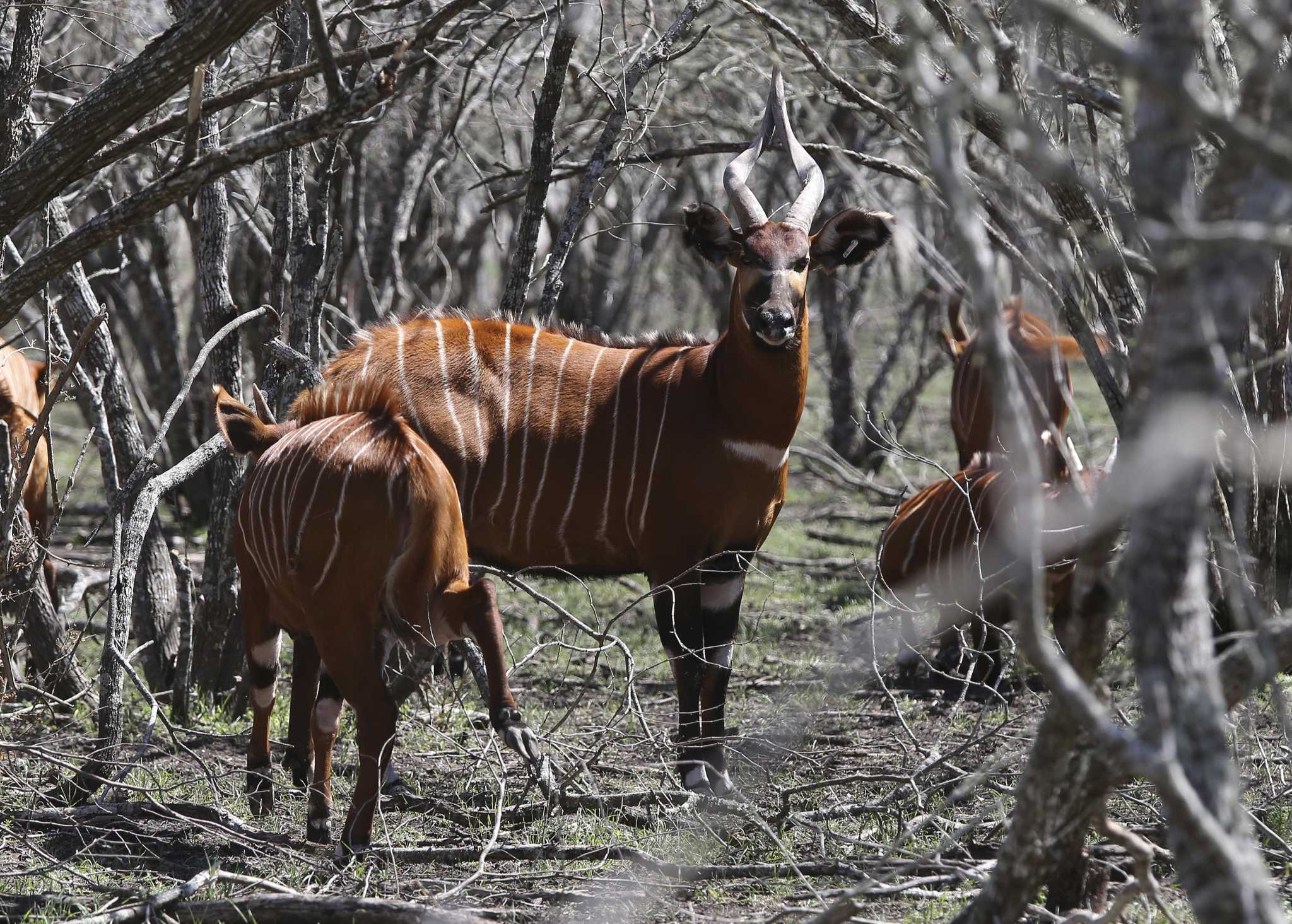 Express Briefing: $500M safari park envisioned for South Side - Vimarsana News