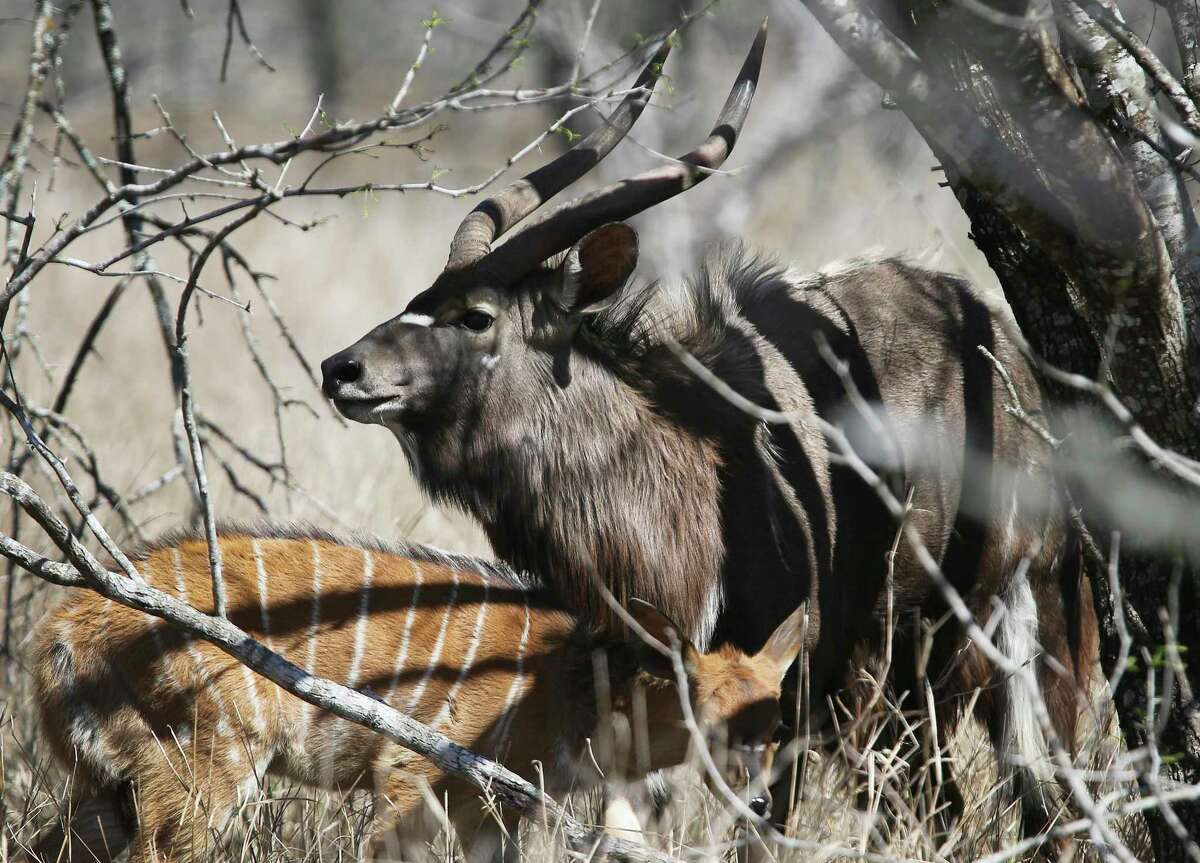 Nyala are seen during a tour of WildLife Partners’ ranch in March in Goliad.