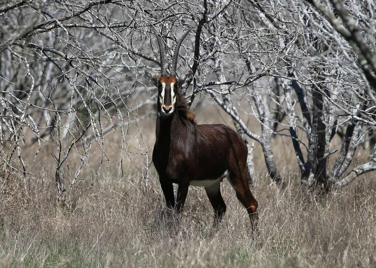 Texas breeder of exotic animals says they're 'no different than owning