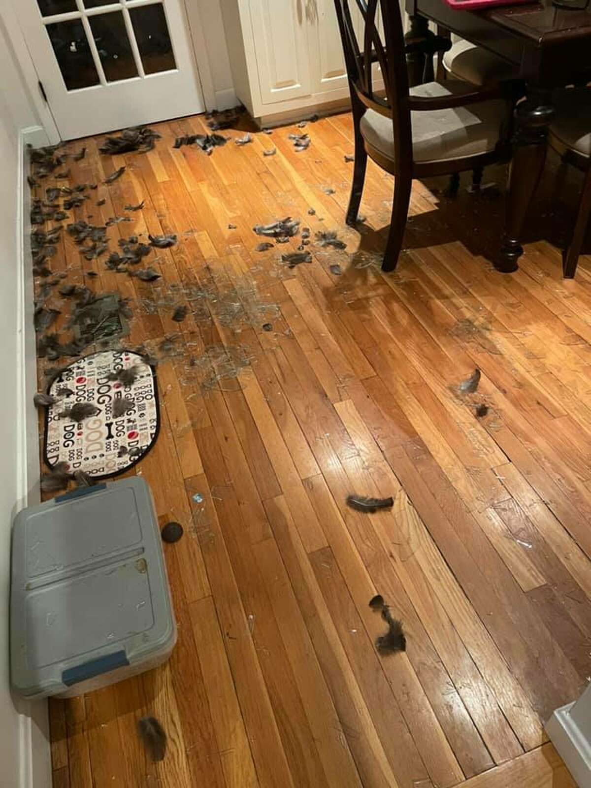 A wild turkey crashed through the dining room window of a West Norwalk home on Friday, March 26.