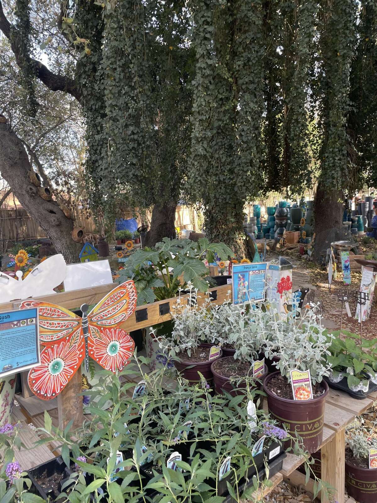 YourSA Best Garden Center Winner Rainbow Garden Center