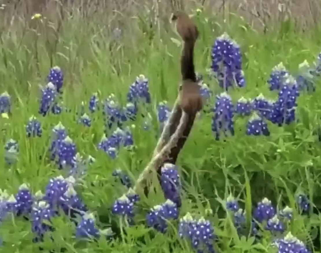 Snakes lurk in Texas officials warn