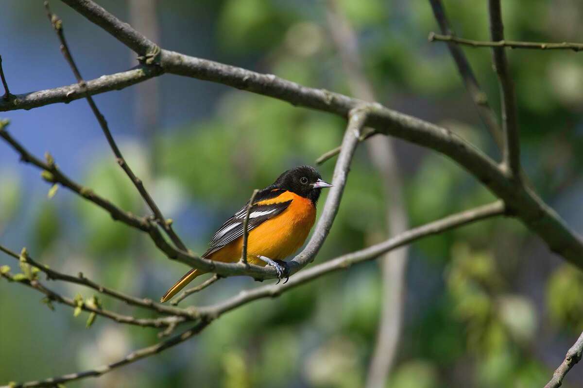 Baltimore orioles are arriving in area parks, orchards, and yards from wintering grounds in Latin America.
