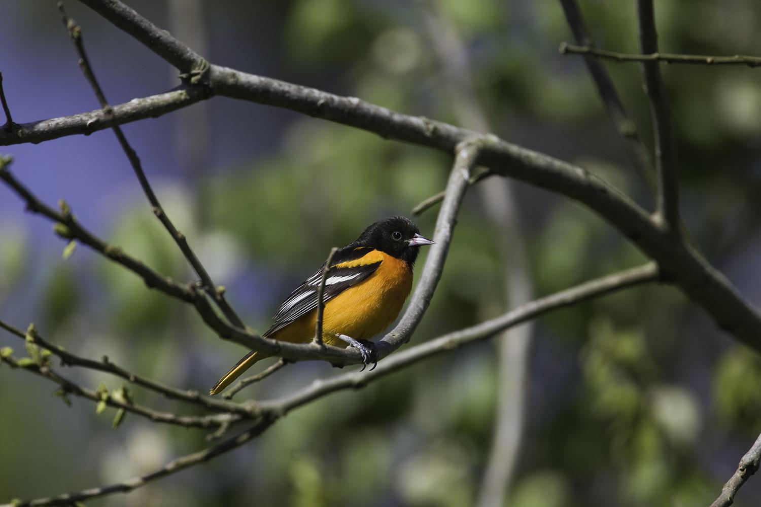 Yellow oriole is a passerine bird in the family Icteridae. Bird