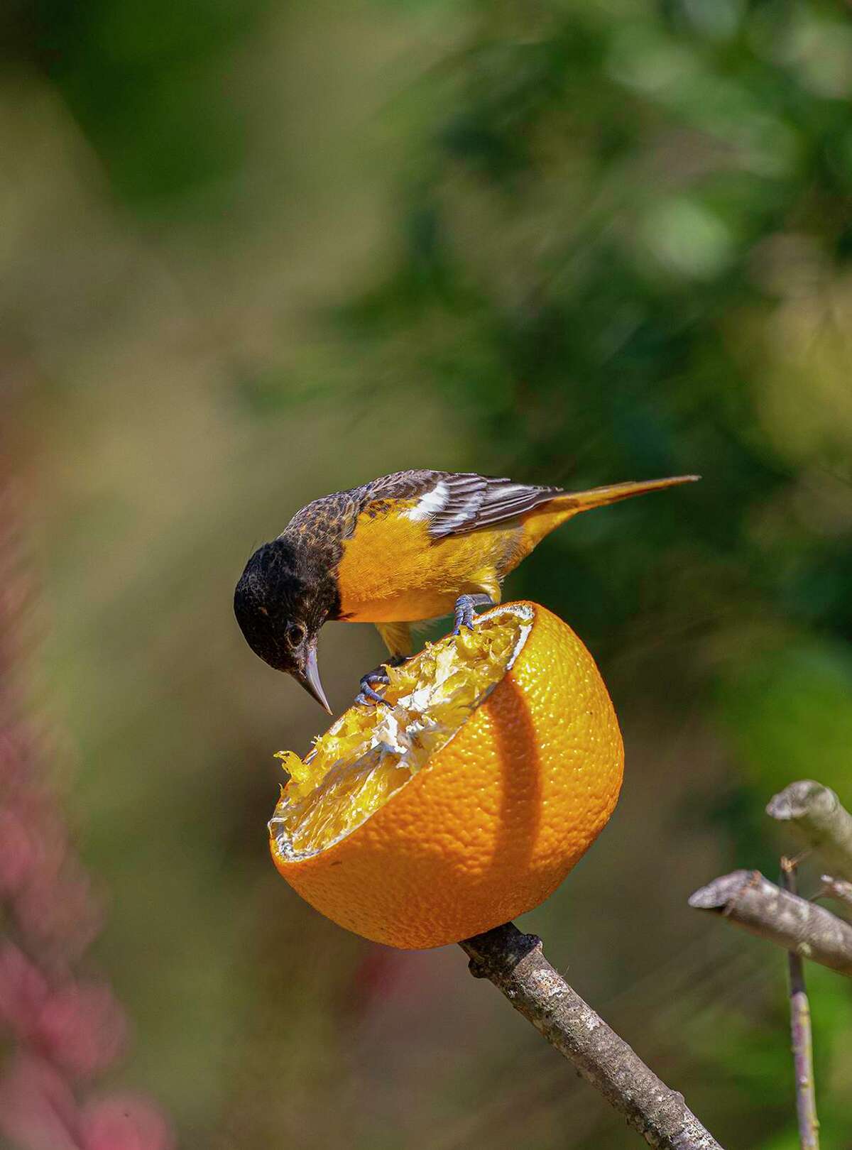 Birds Are Real! The Baltimore Orioles Are Soaring. - WSJ