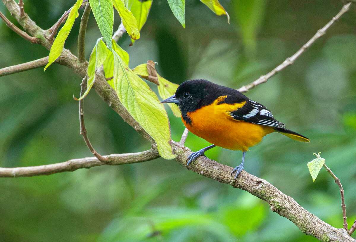 Baltimore orioles are arriving in area parks, orchards, and yards. 
