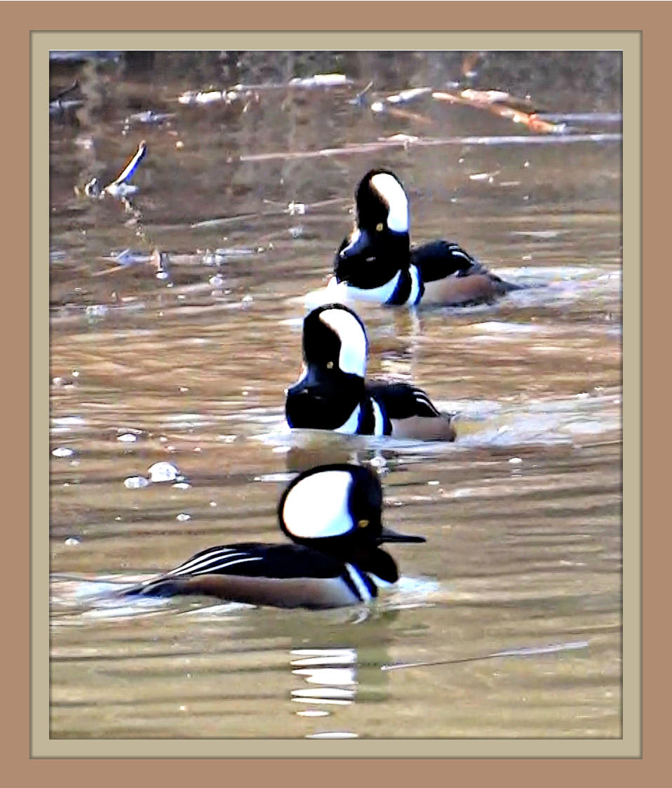 Your Best Shot Duck season