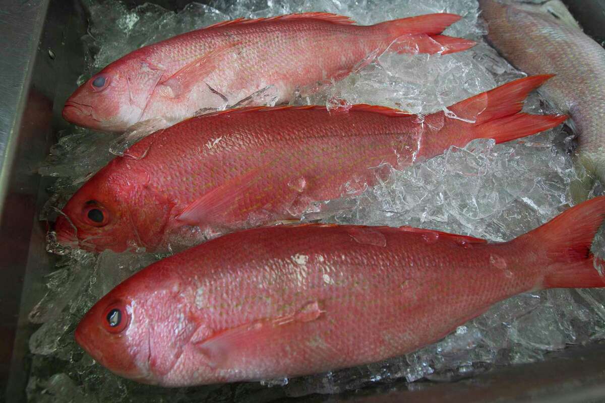 FILE - In this May 16, 2012, file photo, fresh red snapper is iced and ready for sale at Aquila Seafood in Bon Secour, Ala. There are about three times as many red snapper as previously estimated in the Gulf of Mexico, according to a study released Wednesday, March 24, 2021, about the popular game and table fish over which recreational anglers and federal regulators have fought for years. (AP Photo/Dave Martin, File)