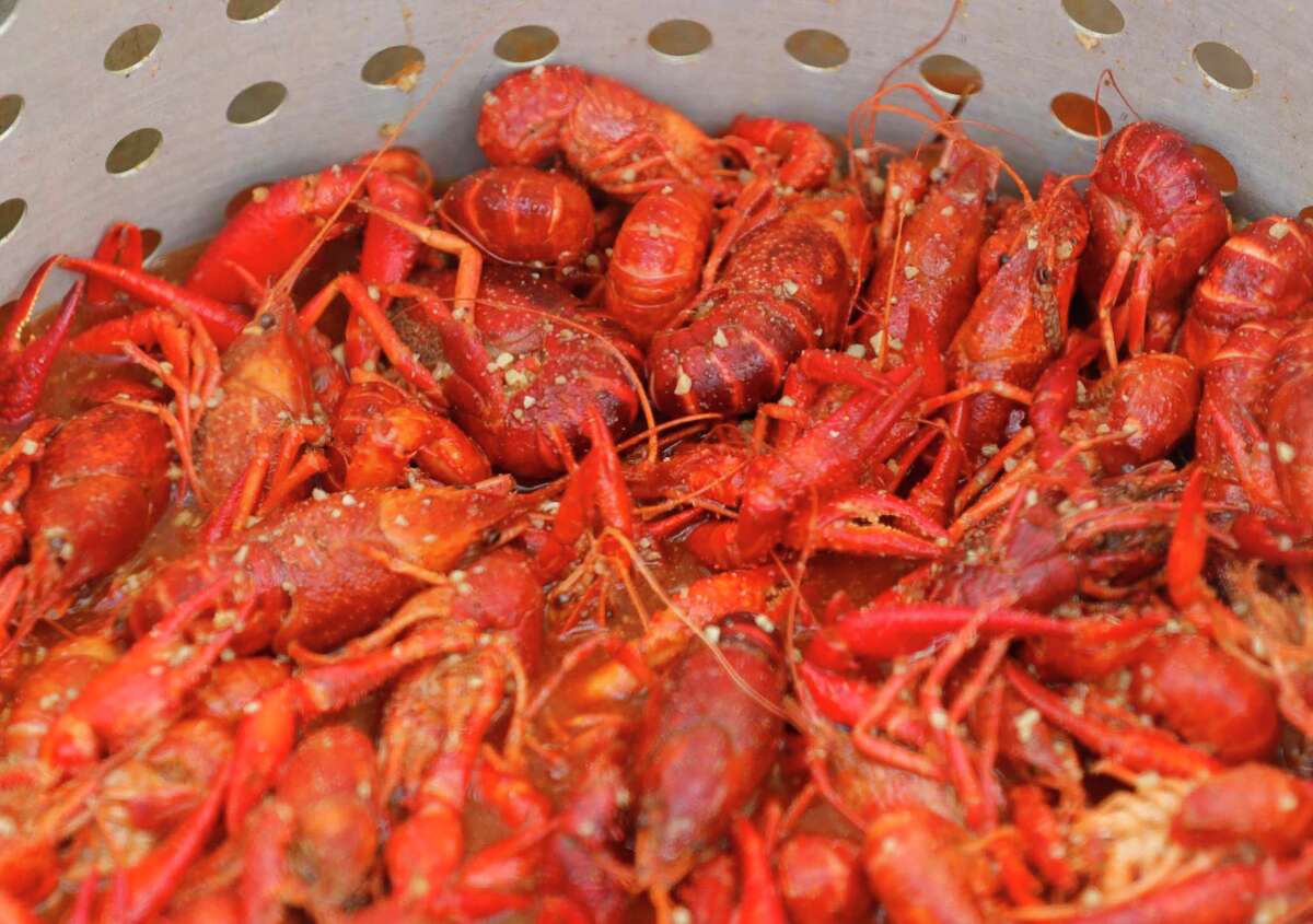 Freshly boiled crawfish is seen during the inaugural Crawfish Critic Cook-Off at Southern Star Brewing, Saturday, May 23, 2020, in Conroe.