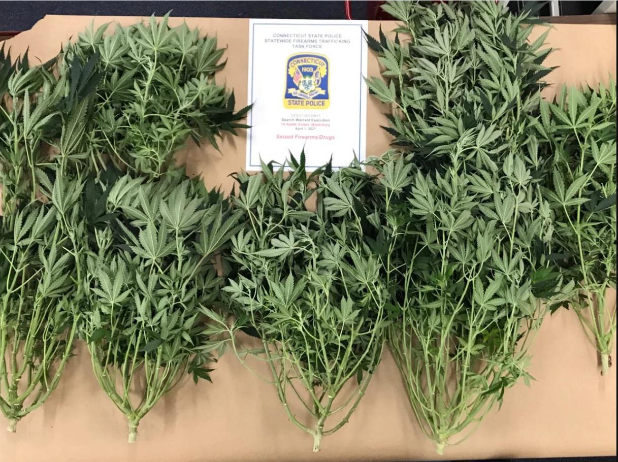 Police Pot plants, guns, drugs seized in Waterbury raid