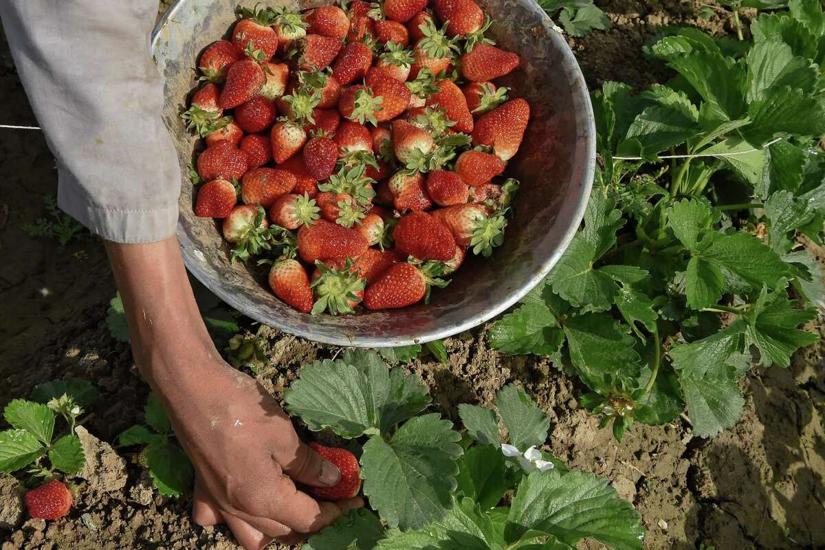 Strawberries will not continue to ripen once pulled from the vine, so buy them at peak ripeness.