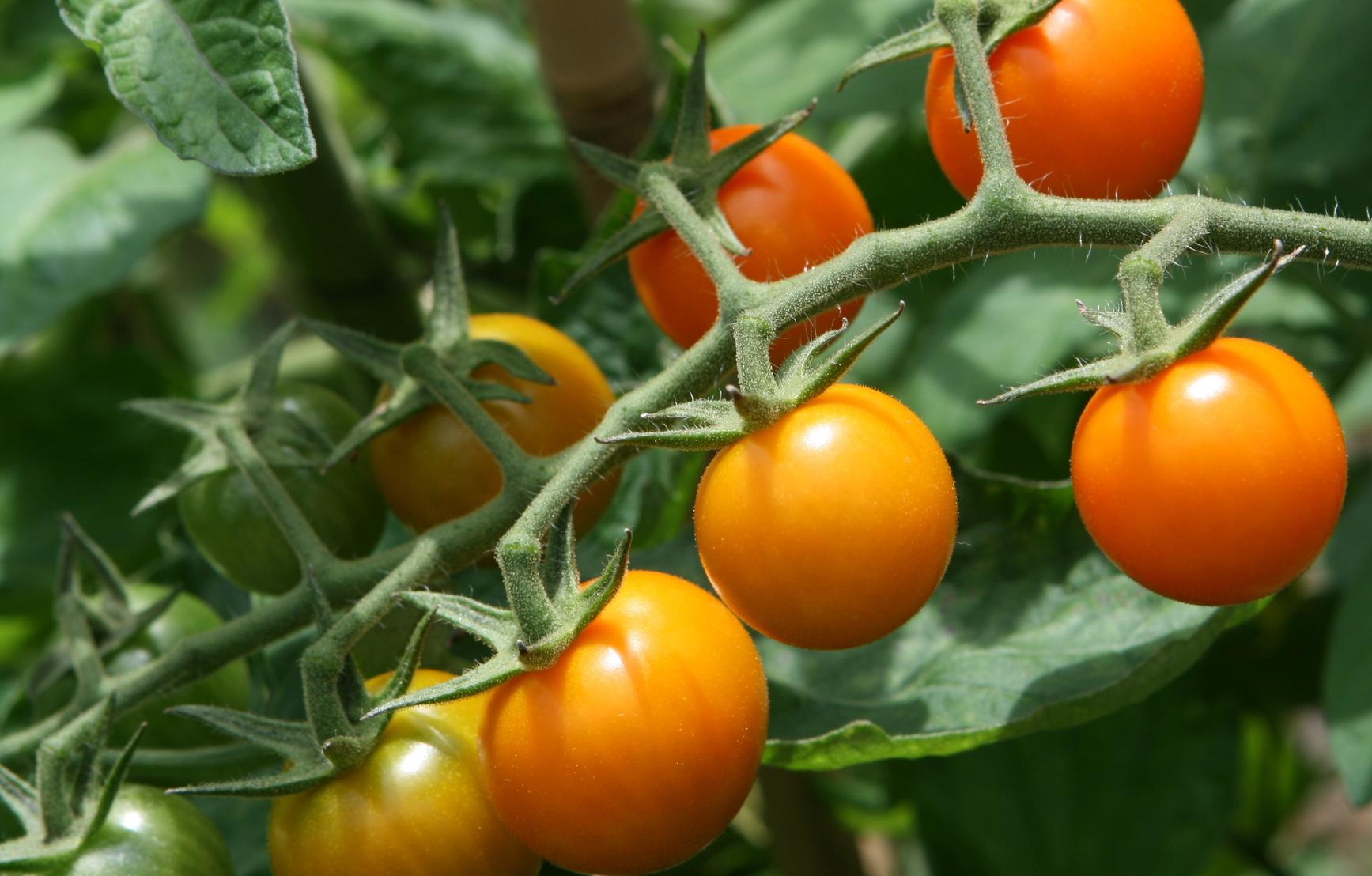 Reviving Old Seeds: A Gardener's Journey of Rediscovery and Success