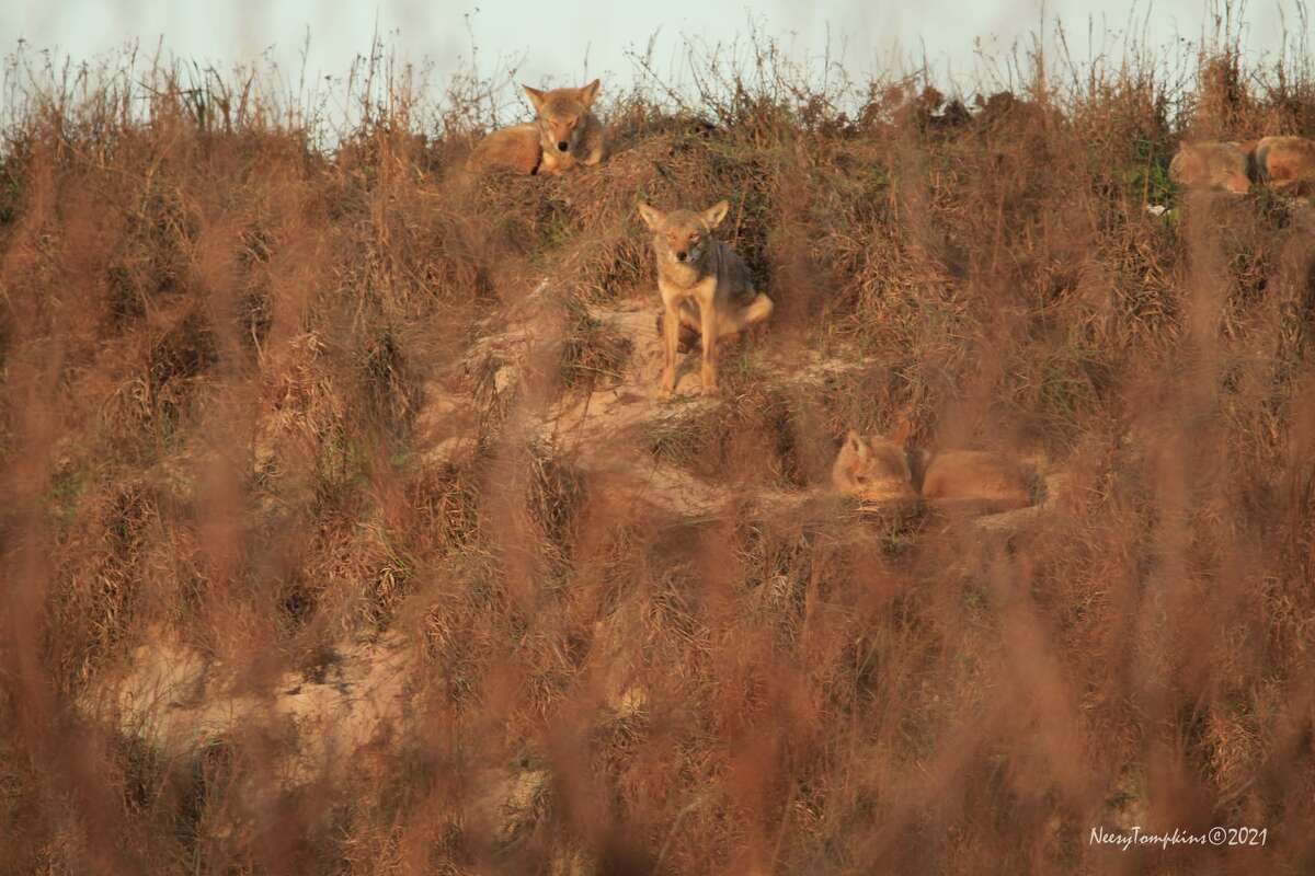While walking along the beach Thursday evening, Port Aransas local Neesy Tompkins spotted several coyotes blending nicely in the dunes. She posted about it on her Facebook page, warning others to keep their pets out of the dunes for that reason.