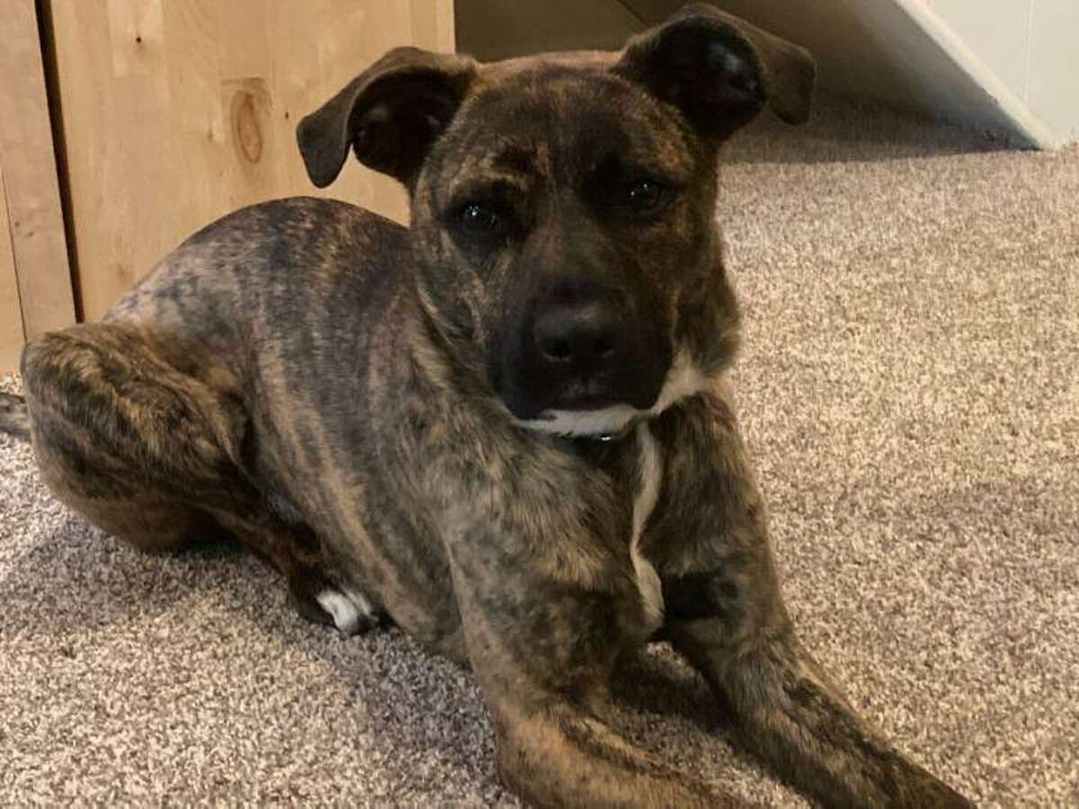 JD is a dog who is eager to learn new sit, down and touch commands. He is available to meet by calling the ROAR Donofrio Family Animal Shelter (45 South St., Ridgefield) at (203) 438-0158, for an appointment.