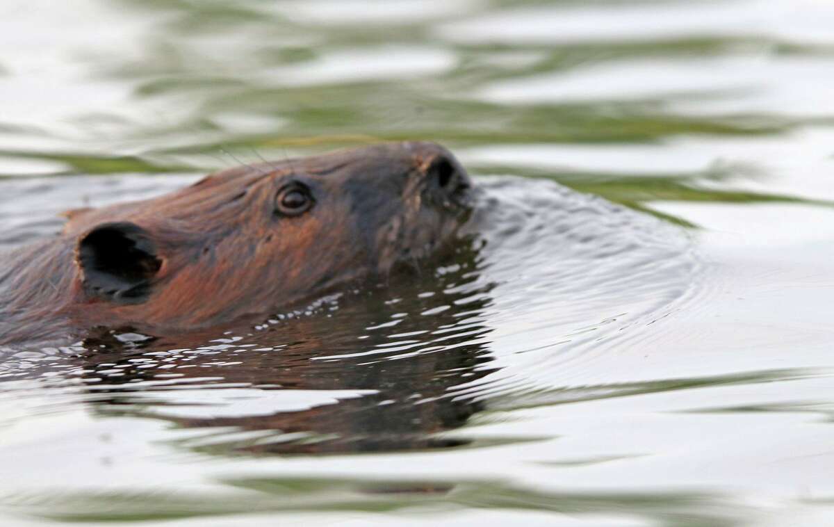 Close-up of beaver