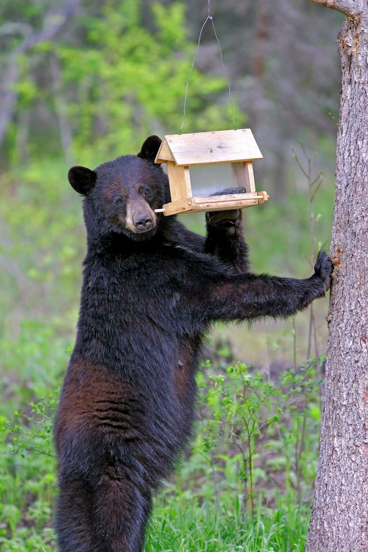 Remove food sources like bird feeders to avoid conflicts with black bears. (Courtesy/Michigan DNR)