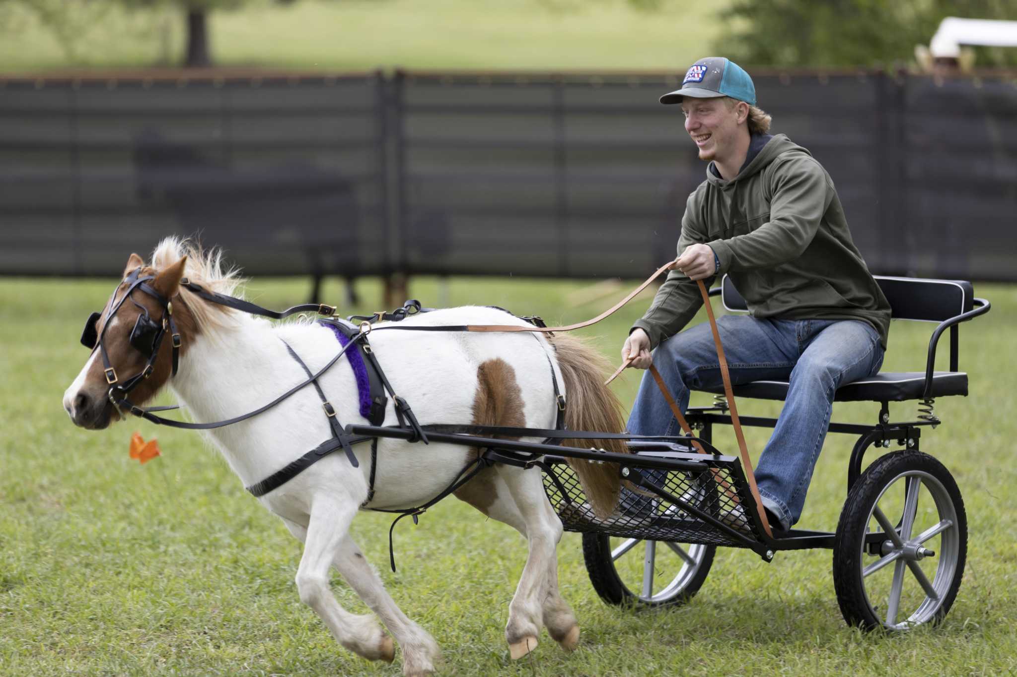 Miniature Horse Chariot