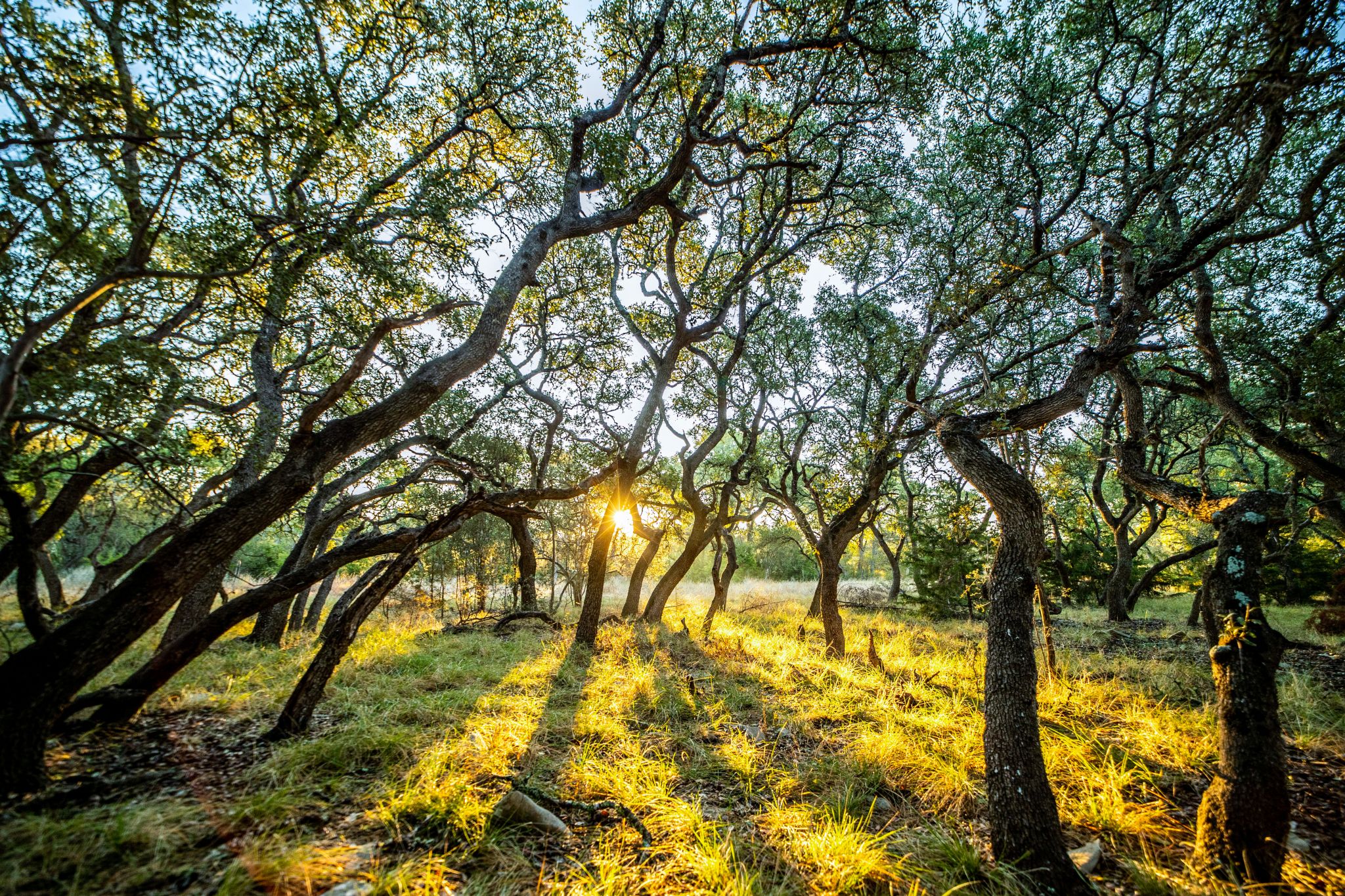 Southerland Communities | Belle Oaks - Vimarsana News