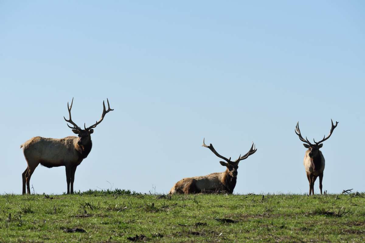 Tule elks in a meadow in Point Reyes National Seashore, Marin County, California.