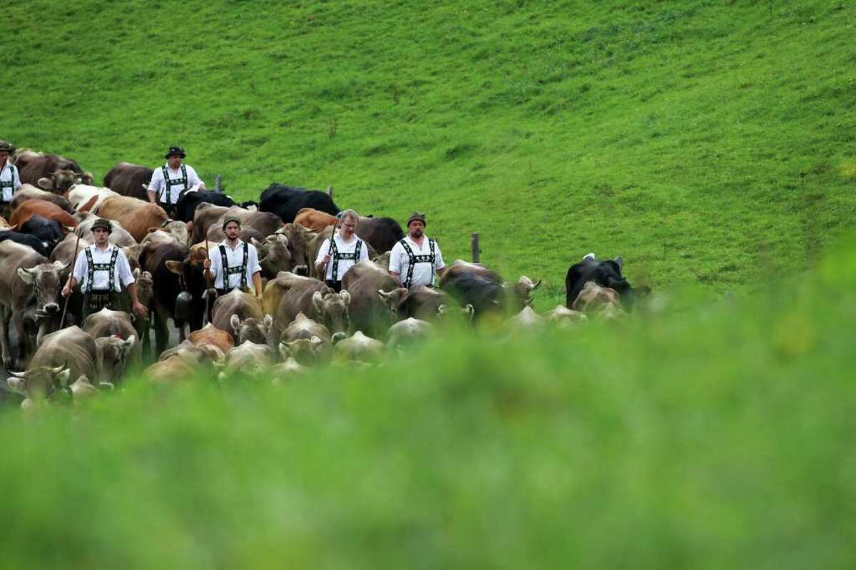 OBERSTAUFEN, GERMANY - SEPTEMBER 10: Farmers lead cattle down from the mountains on September 10, 2010 in Oberstaufen, Germany. Up to 1200 cattle returned to the valley after spending the summer months in the mountains. (Photo by Miguel Villagran/Getty Images)