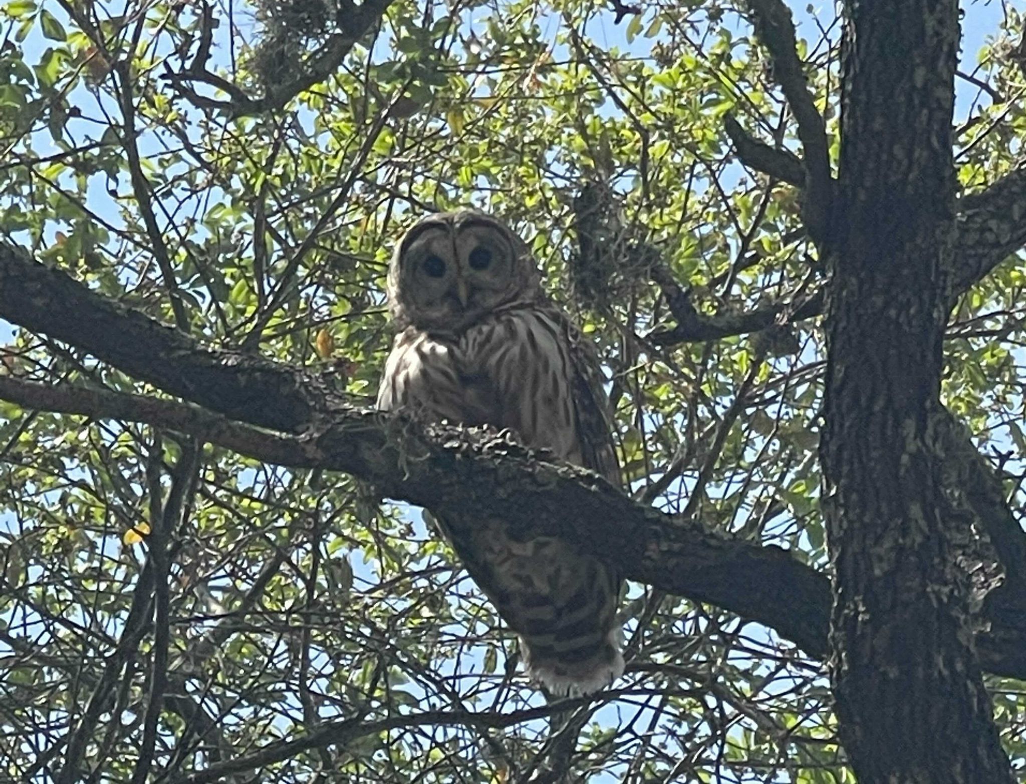 Hops and Hoots Aggressive owl swoops into beloved San Antonio patio