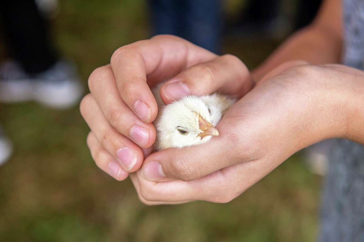 Experts recommend washing hands thoroughly with soap and water before and after handling live poultry to reduce the risk of Salmonella. "Even birds appearing cute, healthy and clean can carry bacteria that can make people sick," warns Dr. Joneigh Khaldun. (Edwin Remsberg / VWPics/Universal Images Group via Getty Images)