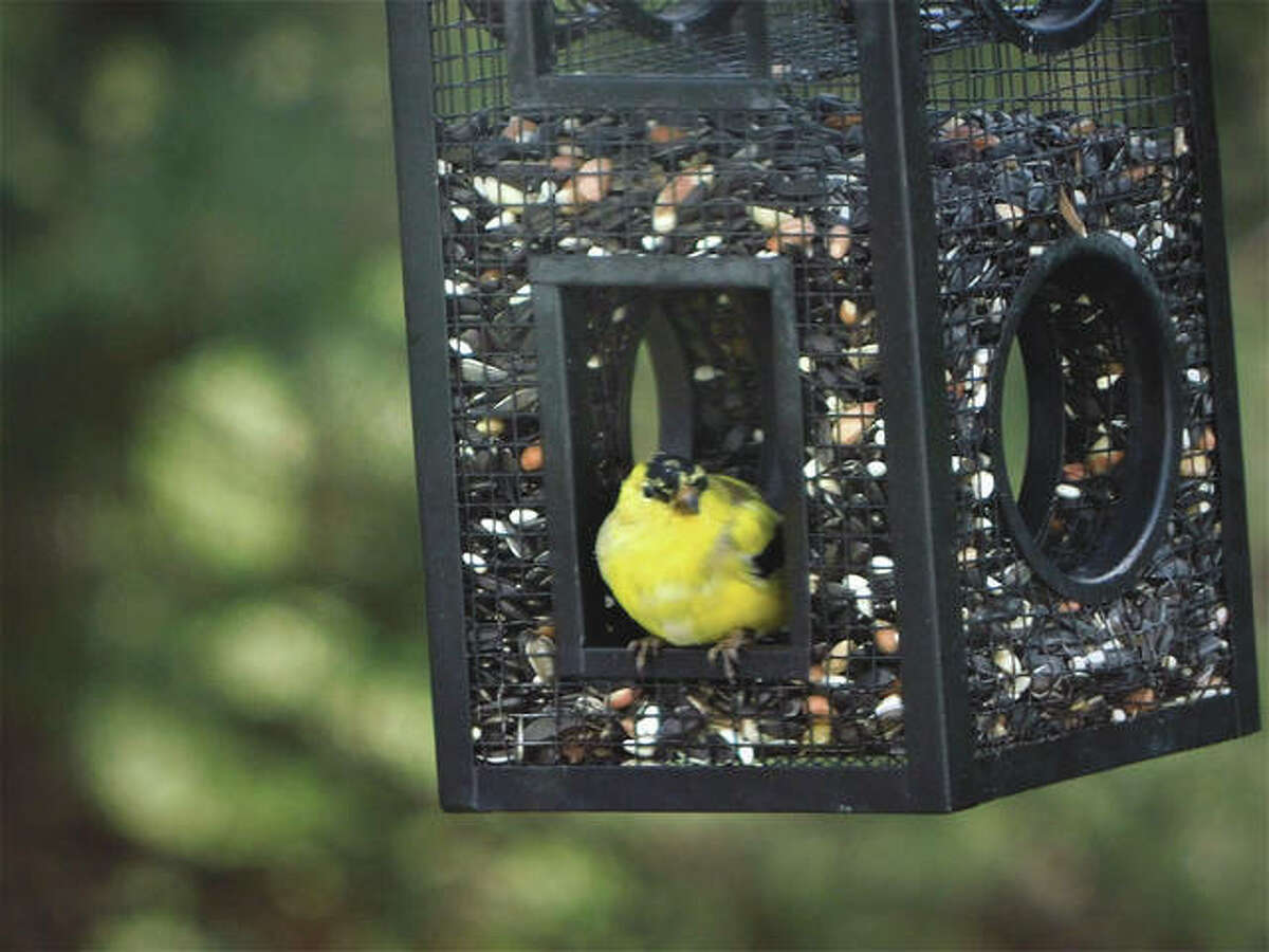 A yellow finch shelters from the wind in a feeder.