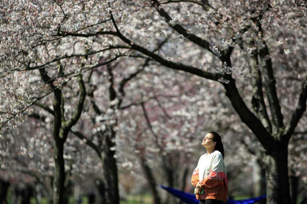 In this March 26, 2020, photo, a person takes in the afternoon sun among the cherry blossoms along Kelly Drive in Philadelphia. For millions of seasonal allergy sufferers, the annual onset of watery eyes and scratchy throats is bumping up against the global spread of a new virus that produces its own constellation of respiratory symptoms. That’s causing angst for people who suffer from hay fever and are now asking themselves whether their symptoms are related to their allergies or the new coronavirus.