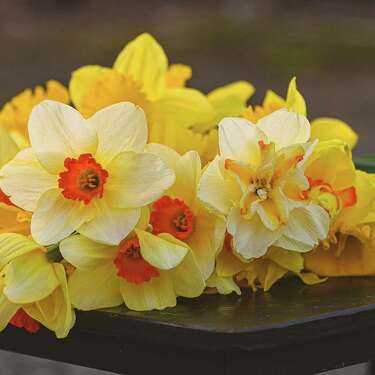 Drive, bike or walk to Higganum before the daffodils are gone.