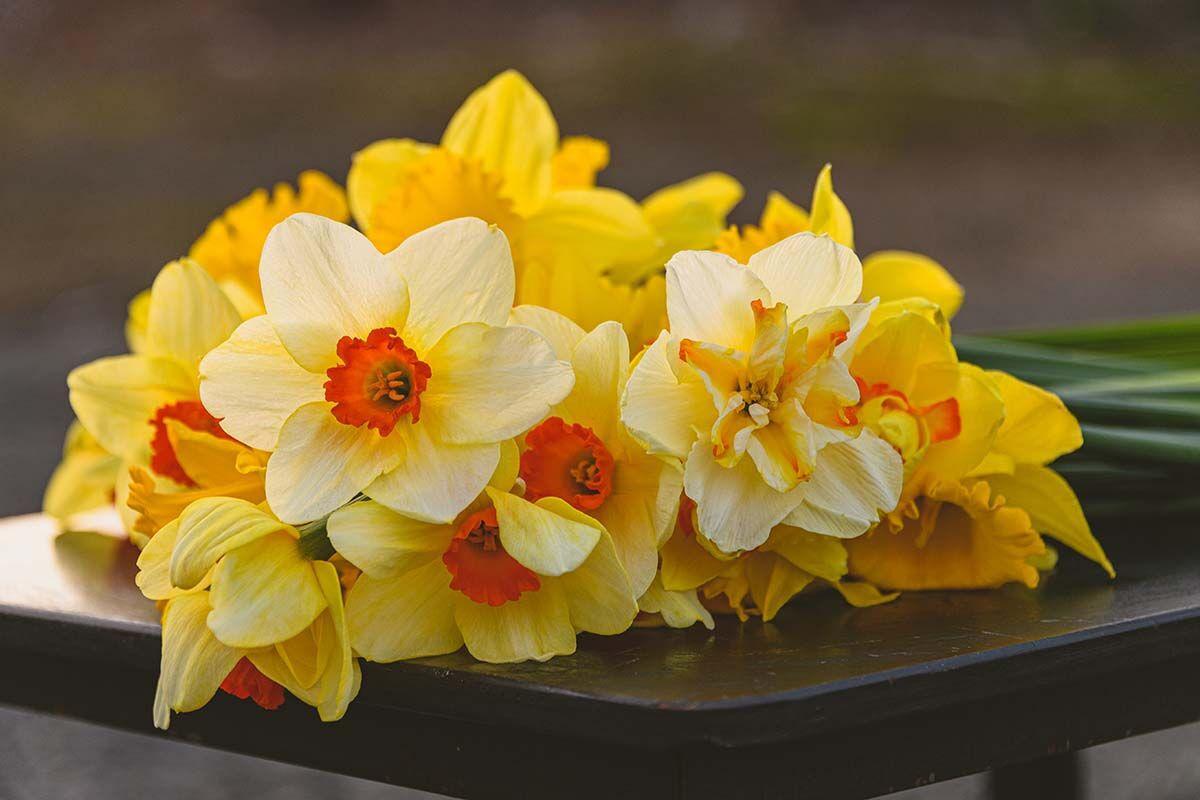 Field Daffodils:Fresh Daffodils