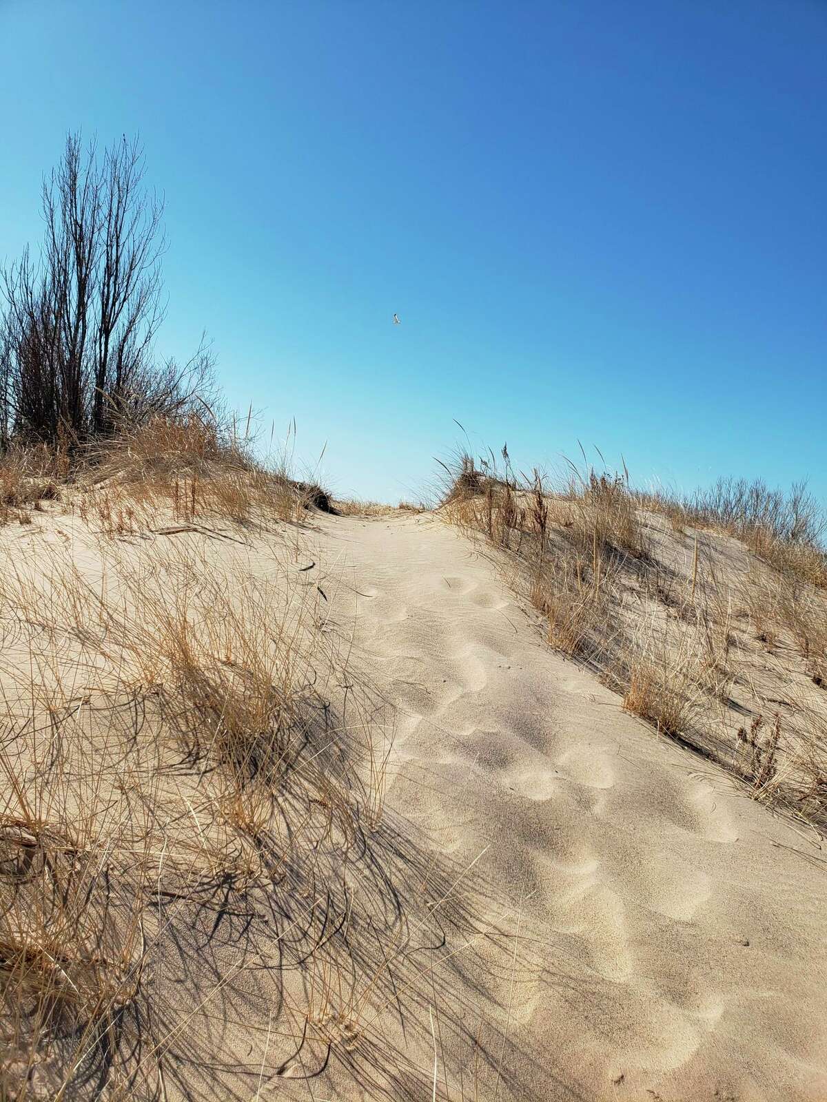 The Manistee Parks Commission is holding an overgrowth cleanup event at 10 a.m. on Saturday at First Street Beach. (File photo)