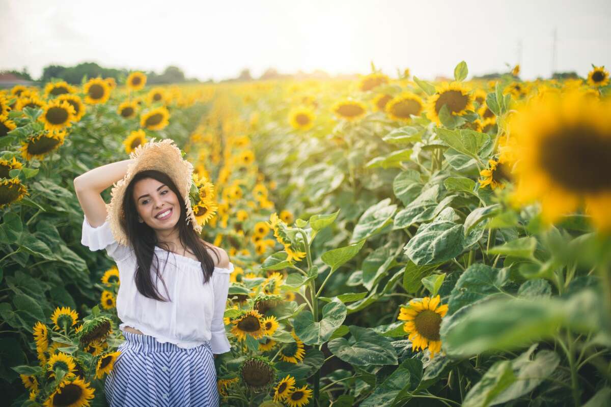 San Antonio is getting a 10acre sunflower field next month