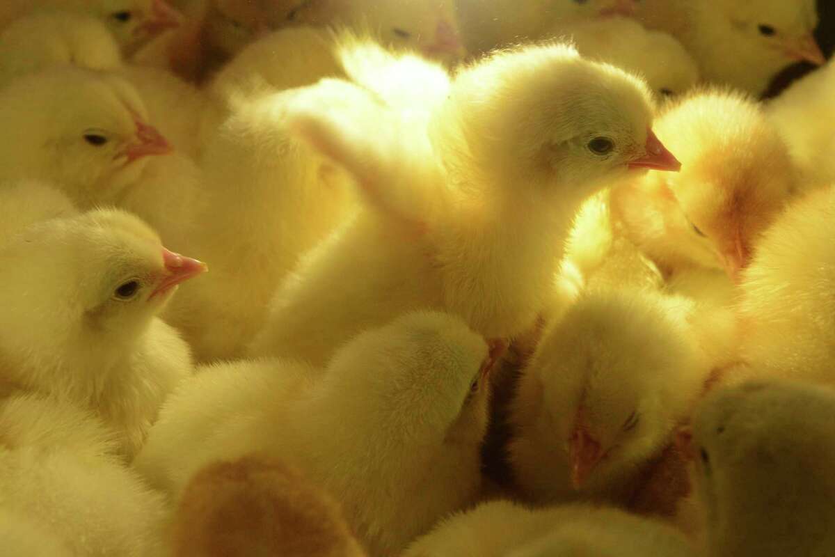 Salmonella is a common bacteria found in the droppings of poultry and can cause illness in people. Salmonella germs may contaminate feathers, feet and beaks of birds, as well as cages, coops, and the environment where the birds live and roam. (Courtesy Photo/Getty Images)
