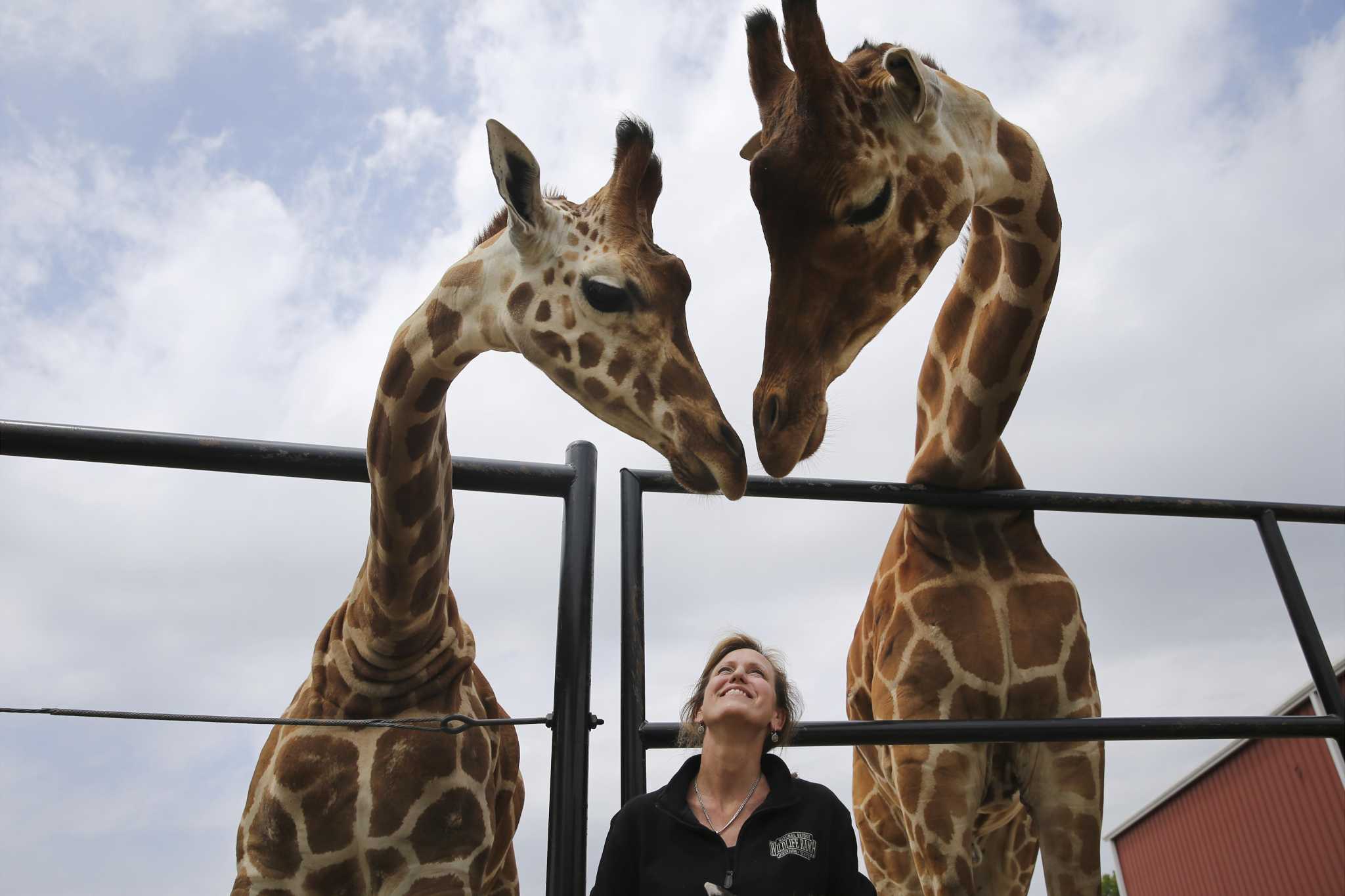 Natural Bridge Wildlife Ranch up for best animal encounter