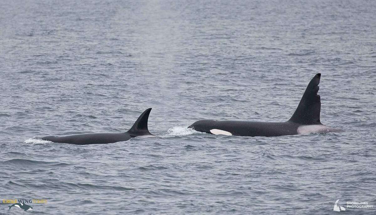 Rare Celebrity Orca Whales Tl Uk And Chainsaw Spotted In The Salish Sea Near Washington