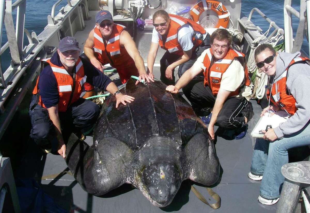 In the waters off central California, scientists including Scott Benson, at far left, can be seen posing with a giant western Pacific leatherback sea turtle. It migrates 6,000 miles across the Pacific Ocean to feed on jellyfish in cold waters off California.